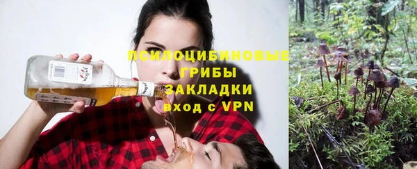 стаф Касимов